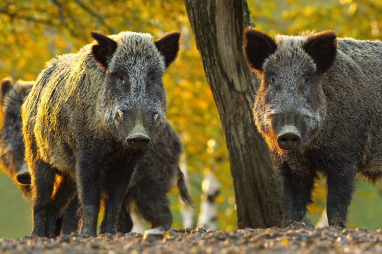 Schweinerassen - auch das Wildschein darf hier nicht fehlen