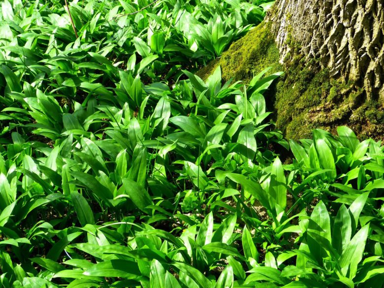 Frischer Bärlauch im Wald 