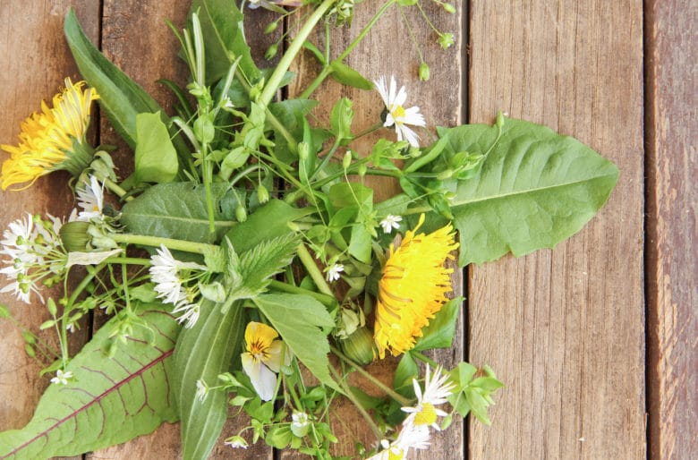 Frische Wildkräuter aus der Nähe sammeln für die cremige Polenta mit pochiertem Ei